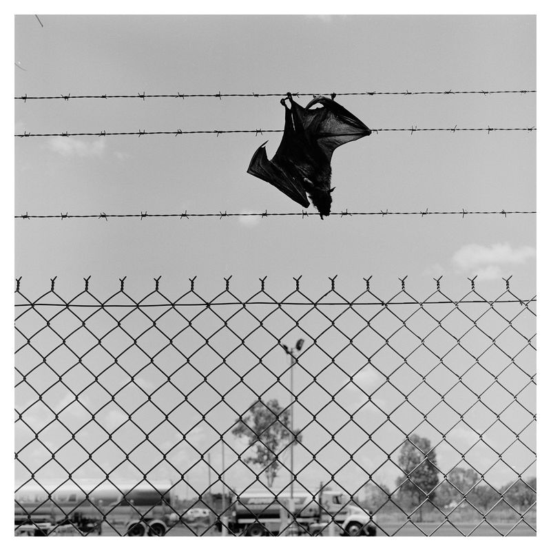 © Chris Hoare - Fruit bat, Katherine.