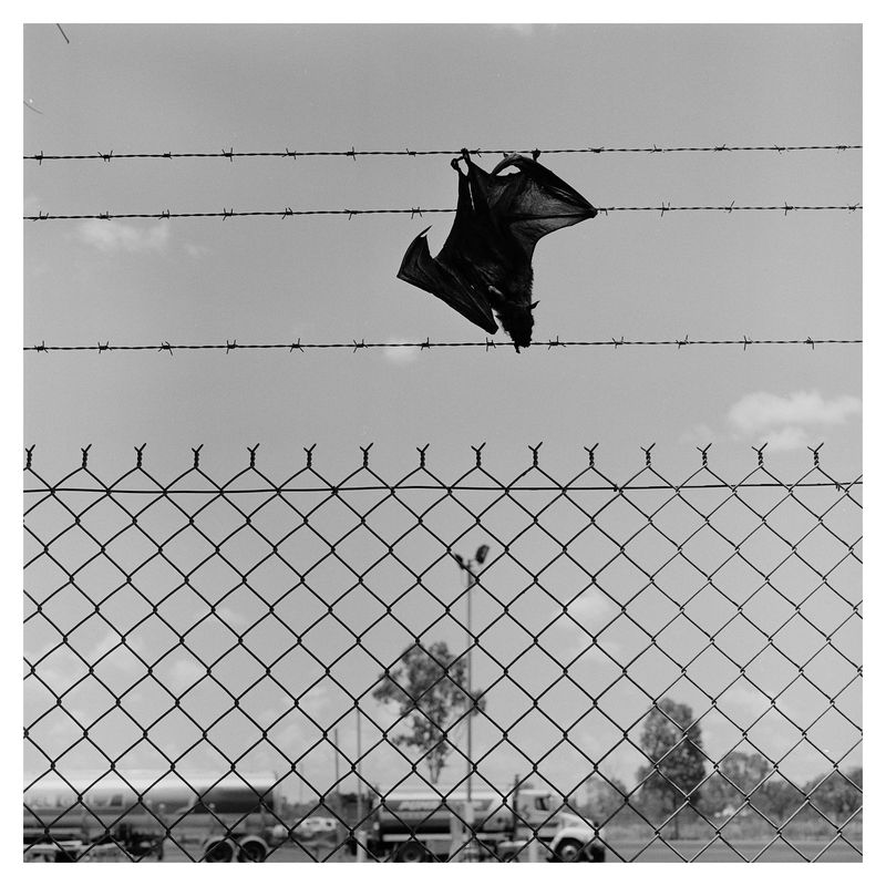 © Chris Hoare - Fruit bat, Katherine.