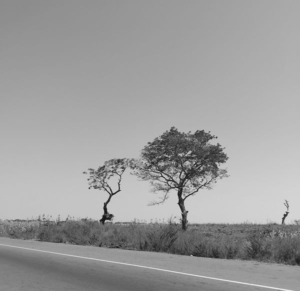 STILLNESS IN THE LIVING