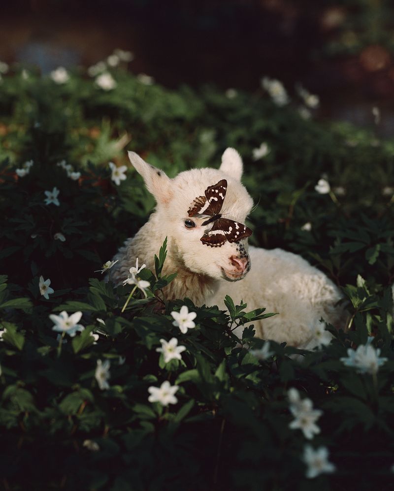 © Synchrotania - Image from the Innerland photography project