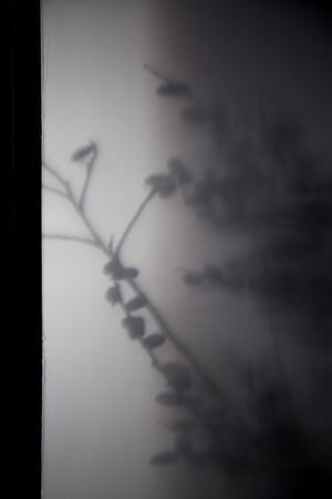 In the shadow of the virus