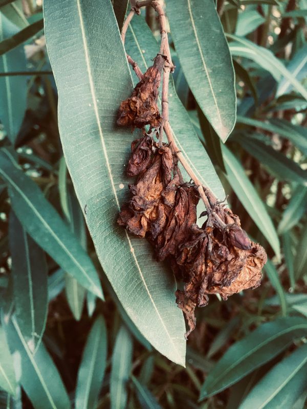 © Melissa Ianniello - 02