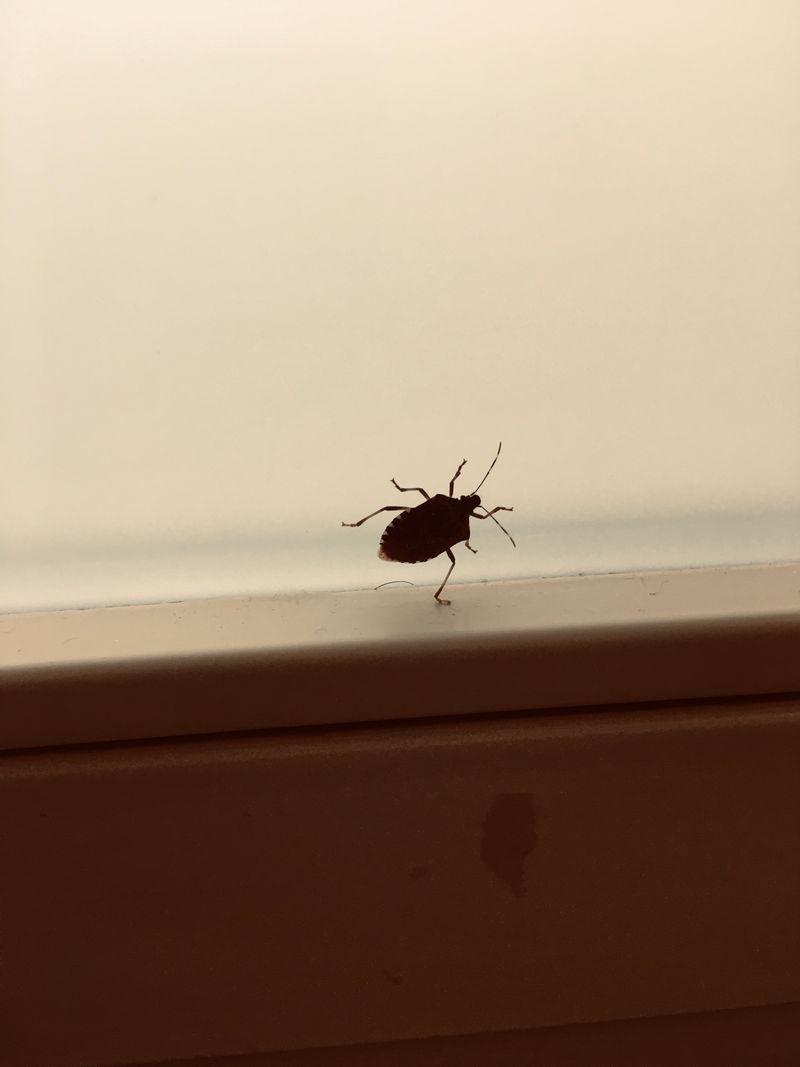 © Melissa Ianniello - 20