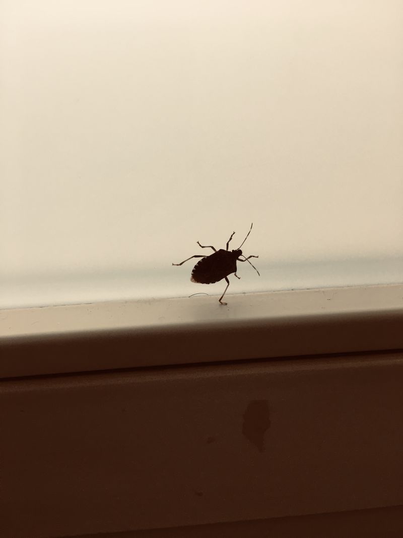 © Melissa Ianniello - 20