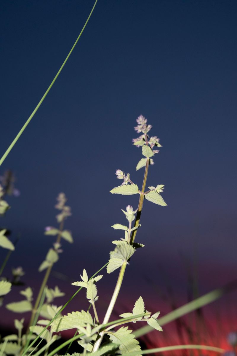 © Maryna Shtanko - According to a folk belief, a pink sunset foretells a windy day to come.