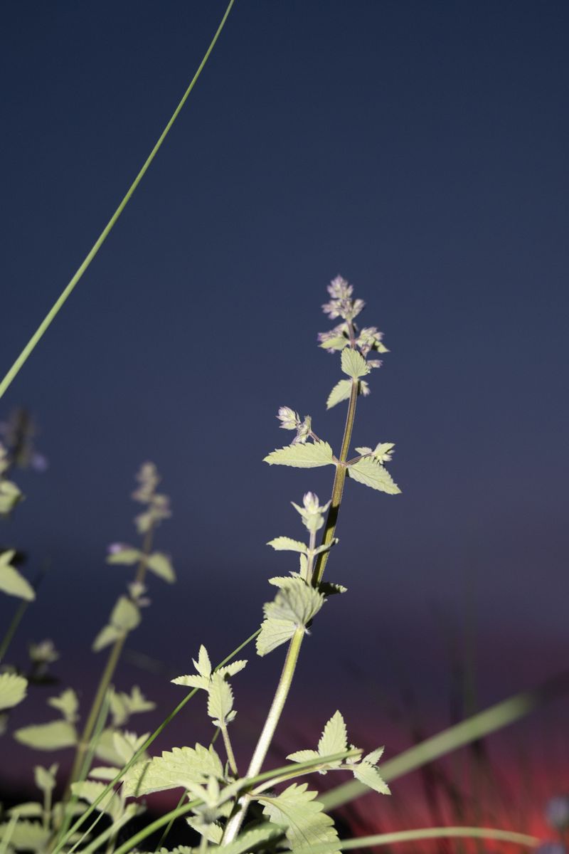 © Maryna Shtanko - According to a folk belief, a pink sunset foretells a windy day to come.