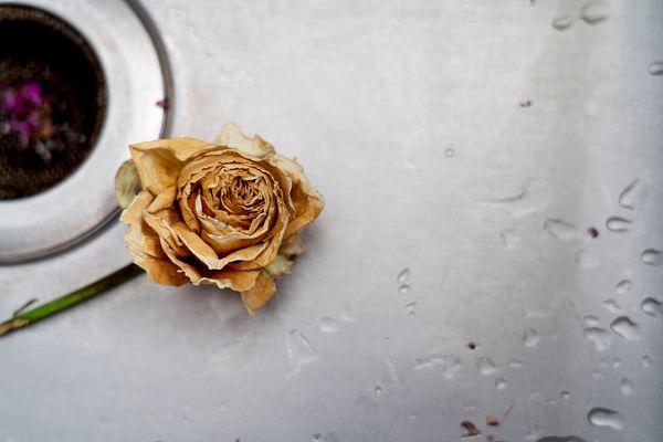 © Li Lin-Liang - White Rose