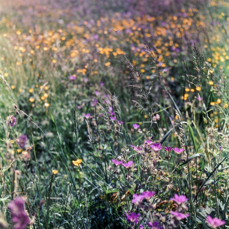 © Emma Godfrey Pigott - Image from the The Last Snowball photography project