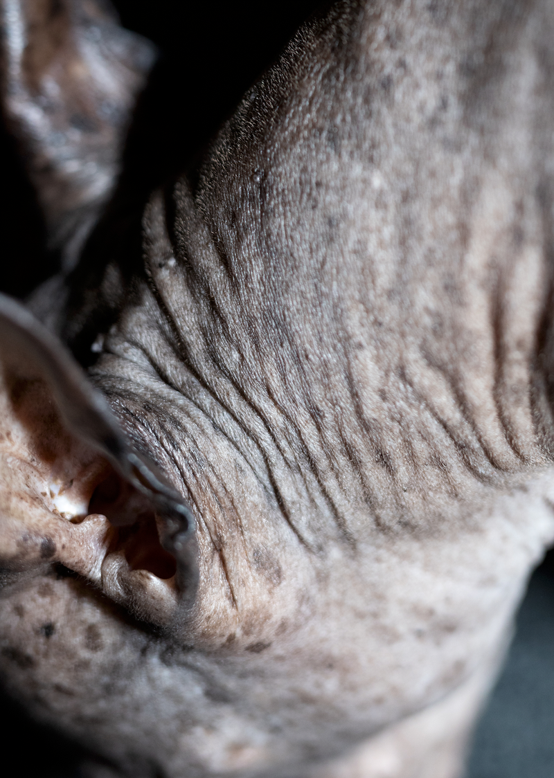 © Lina Czerny - Naked Dog