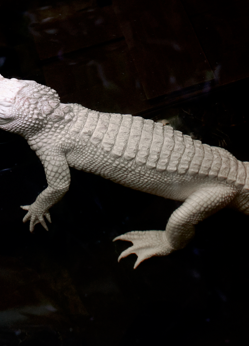 © Lina Czerny - Image from the Armor photography project