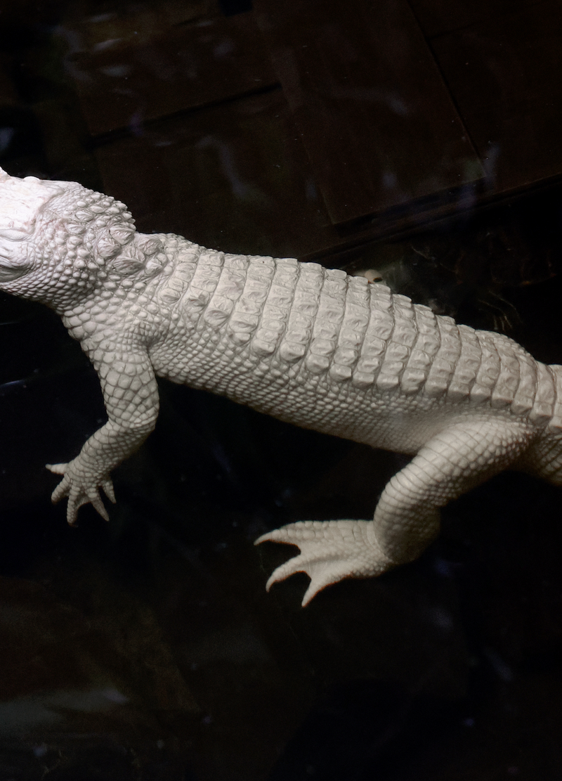 © Lina Czerny - Image from the Armor photography project