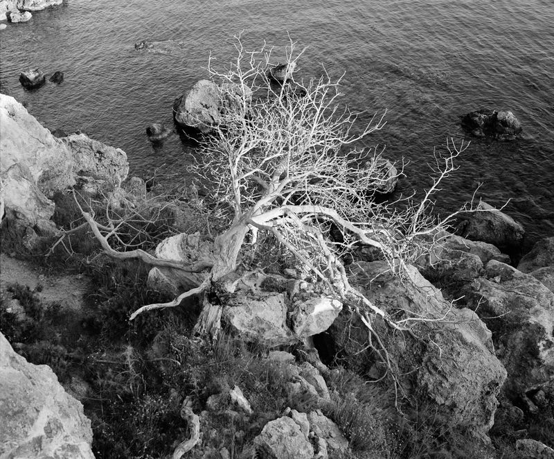 © Kent Andreasen - A fallen tree at last light on the calm waters of the Southern Aegean Sea during a quiet walk.
