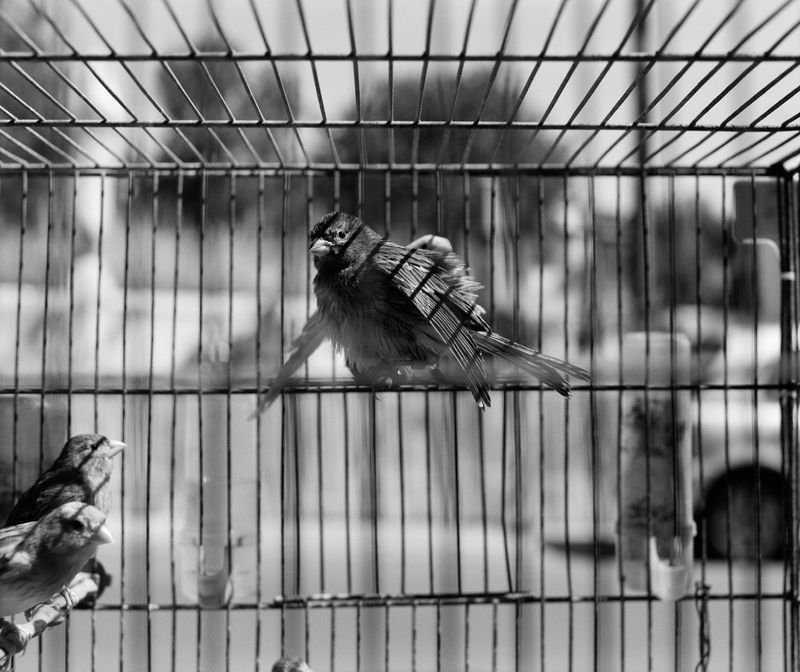 © Kent Andreasen - A small finch is found in a cage on the side of the road at one of the only pet stores I saw on the island .