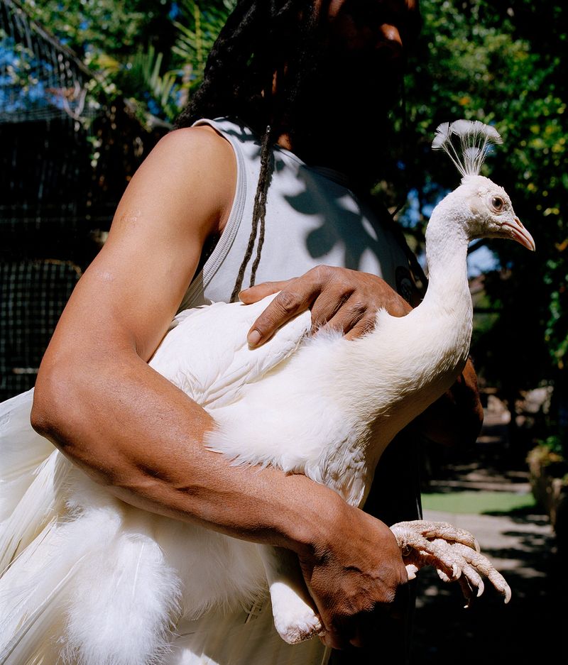 © Kent Andreasen - White Peacock, Hout BayPurity