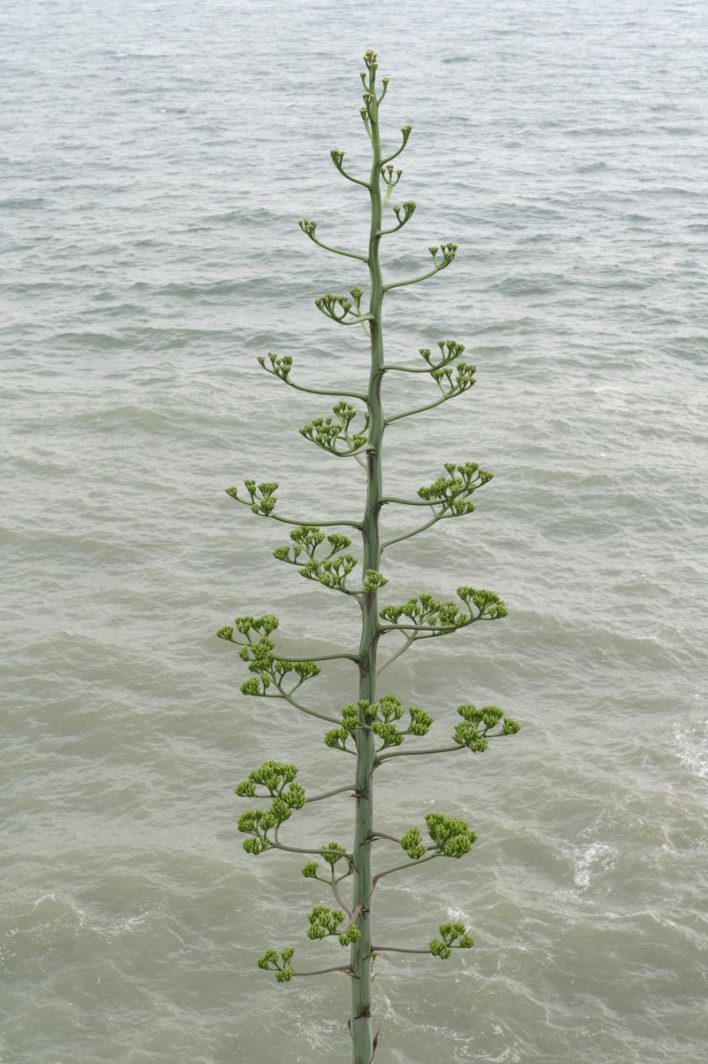 © Chang-Ching "Casper" Su - Striving Nature