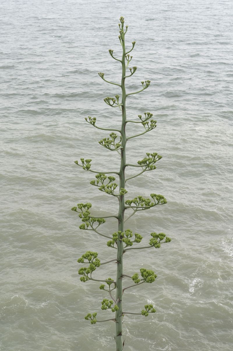 © Chang-Ching "Casper" Su - Striving Nature