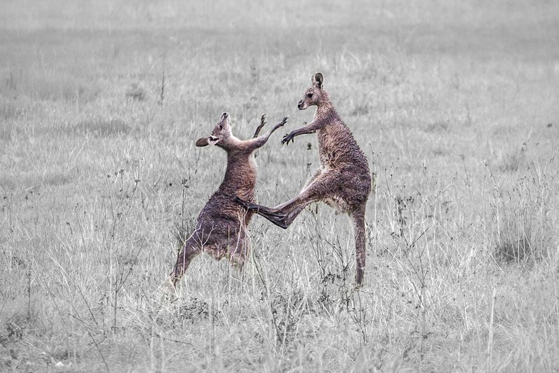 © Matthew Theophile - Image from the Echoes of Extinction photography project