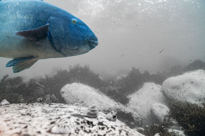 © Matthew Theophile - Image from the Echoes of Extinction photography project