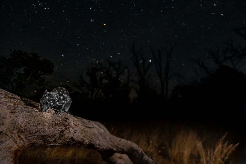 © Matthew Theophile - Image from the Echoes of Extinction photography project