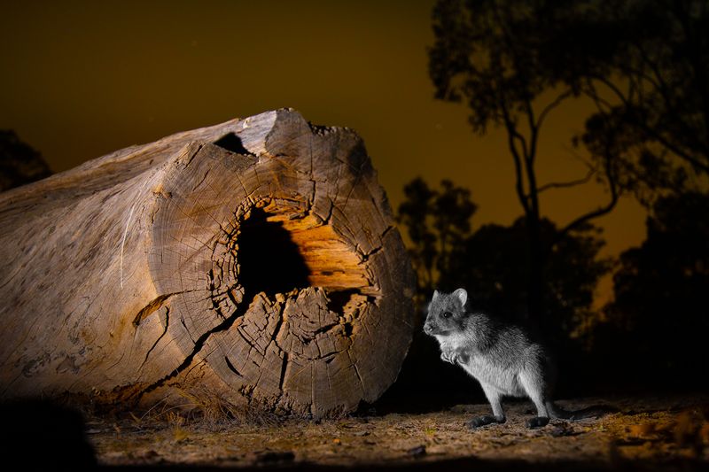 © Matthew Theophile - Image from the Echoes of Extinction photography project