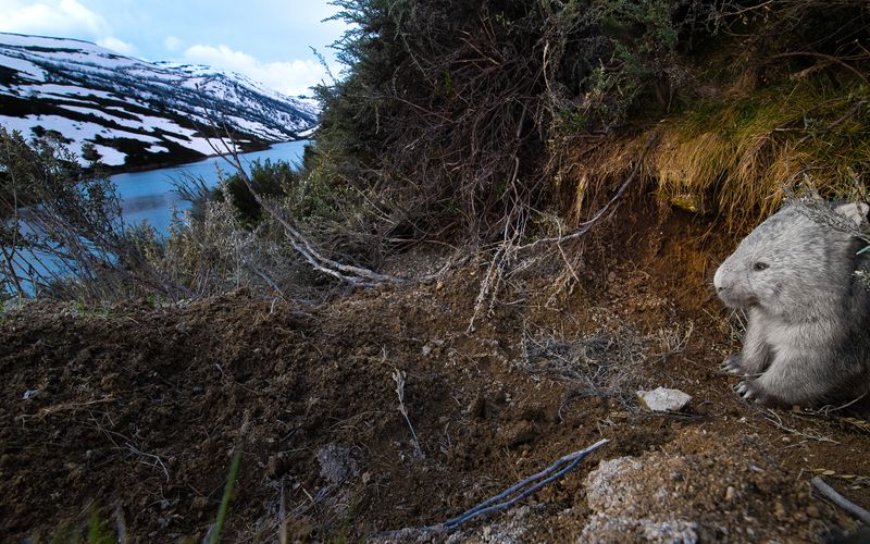 © Matthew Theophile - Image from the Echoes of Extinction photography project