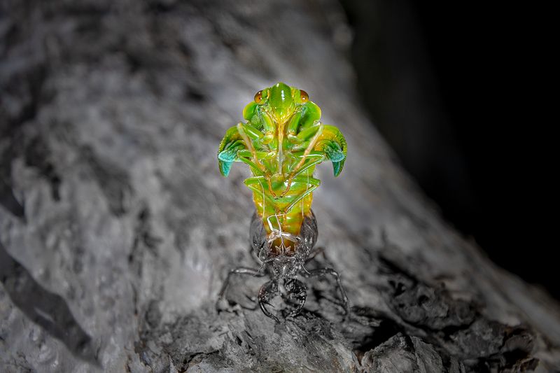 © Matthew Theophile - Image from the Echoes of Extinction photography project