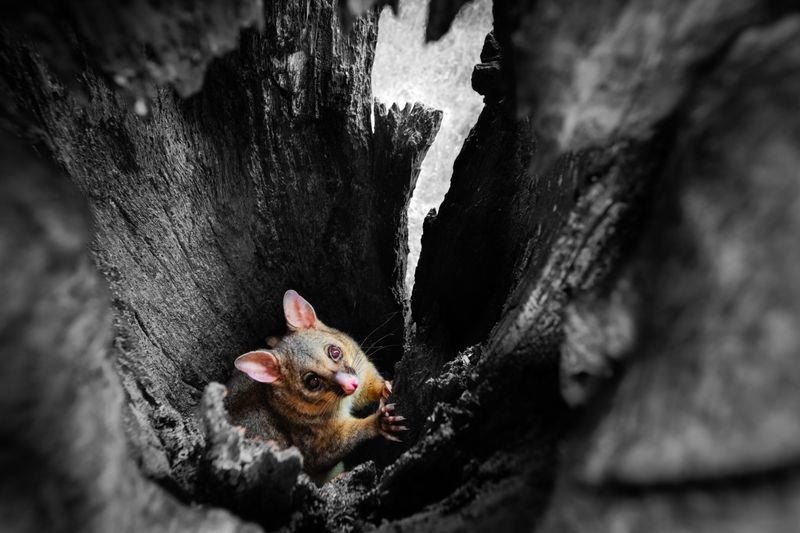 © Matthew Theophile - Image from the Echoes of Extinction photography project