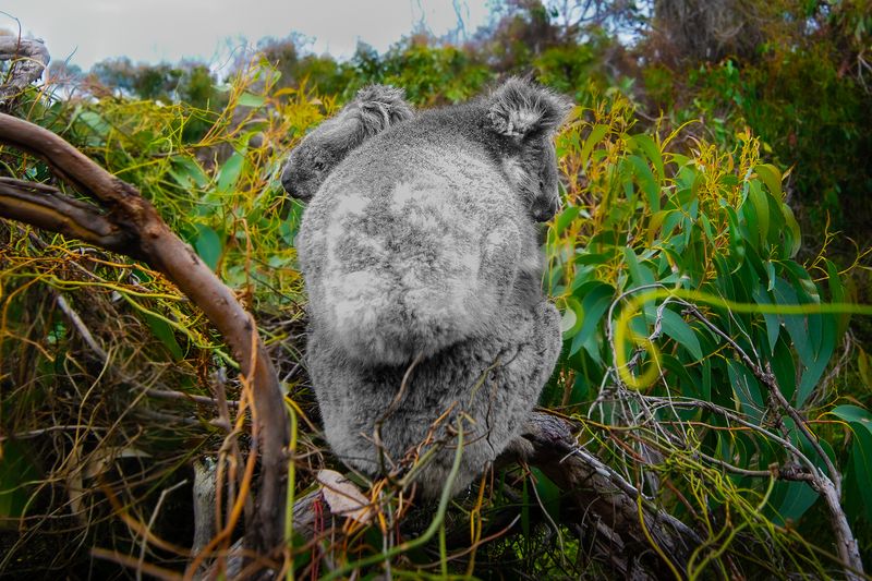 © Matthew Theophile - Image from the Echoes of Extinction photography project