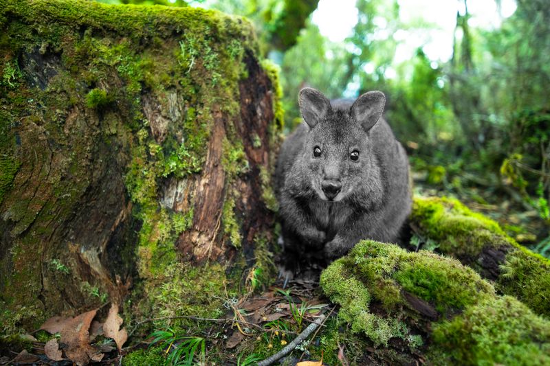 © Matthew Theophile - Image from the Echoes of Extinction photography project