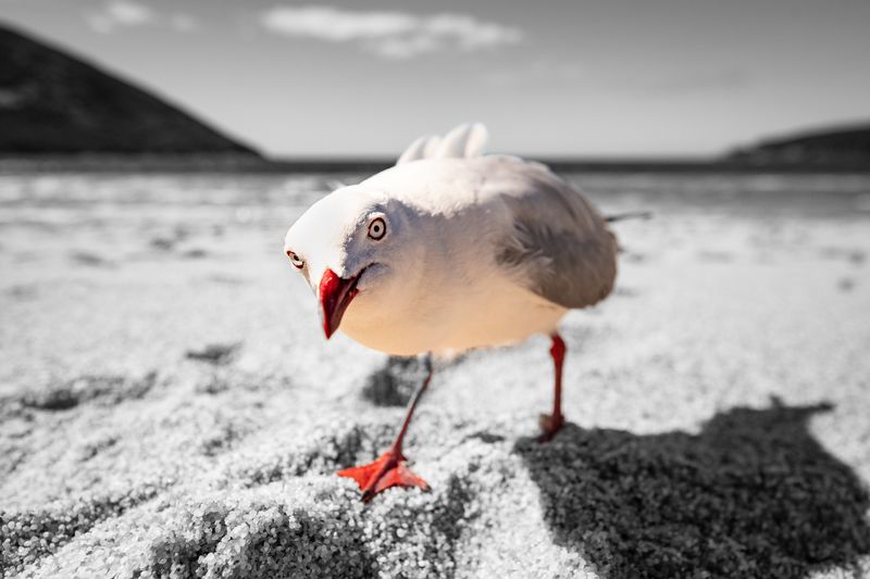 © Matthew Theophile - Image from the Echoes of Extinction photography project