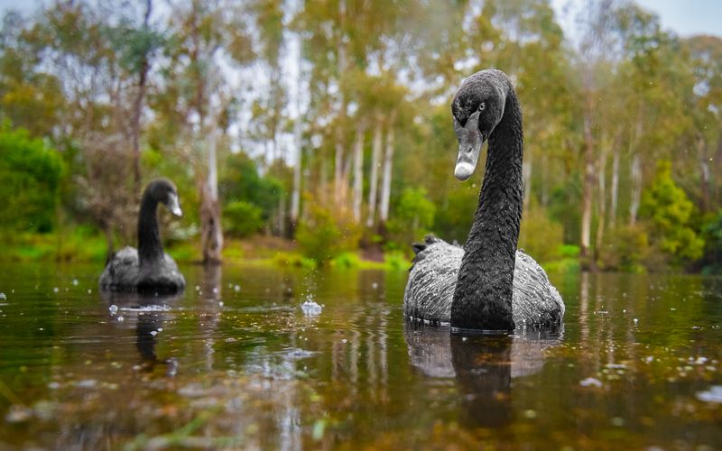 © Matthew Theophile - Image from the Echoes of Extinction photography project