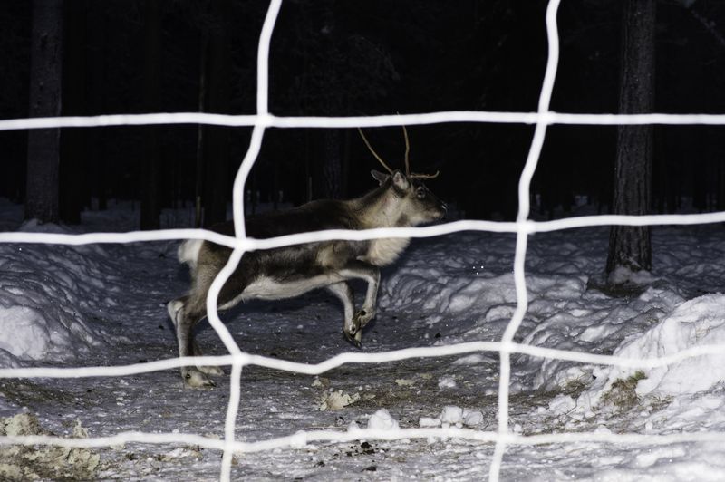 © Nicolas Marbeau - Sassali, Teuvo's reindeer