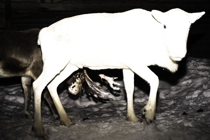 © Nicolas Marbeau - Lohiniva, Jouko's reindeer