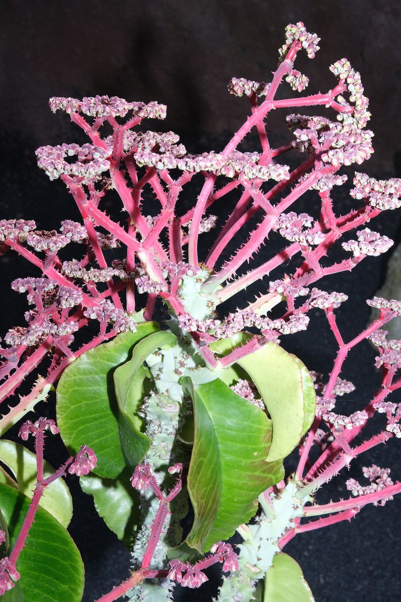 © Céline Guillerm - Image from the Ex Voto photography project