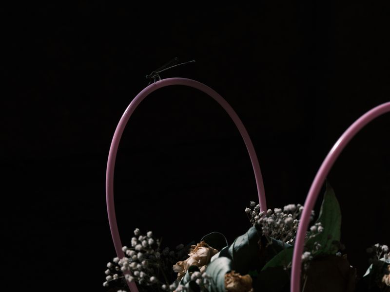 © Ira Lupu - A dragonfly rests near a military outpost.