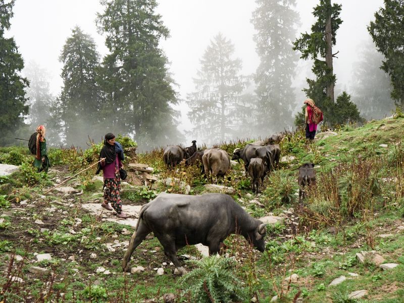 © Sumit Mahar - Image from the Resilience & Resistance: The Lives and Struggles of Nomadic Gujjar Women photography project