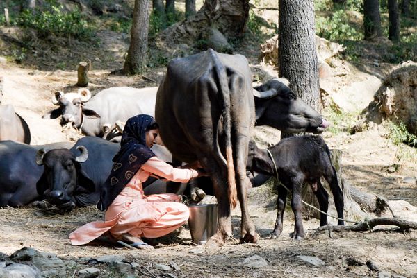 © Sumit Mahar - Image from the Resilience & Resistance: The Lives and Struggles of Nomadic Gujjar Women photography project