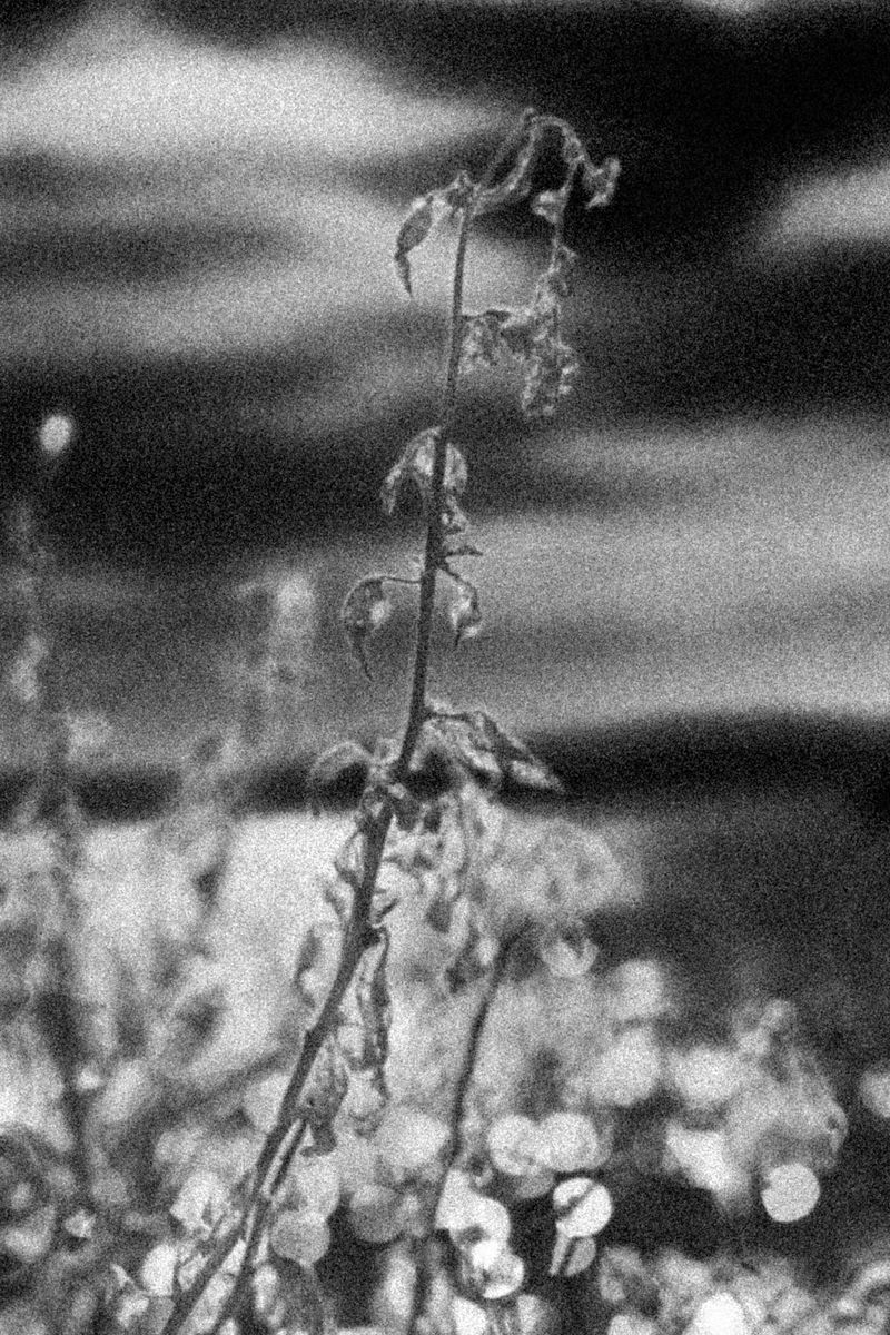 © Sara Bensaltana - Image from the Today is the day of the eclipse. photography project