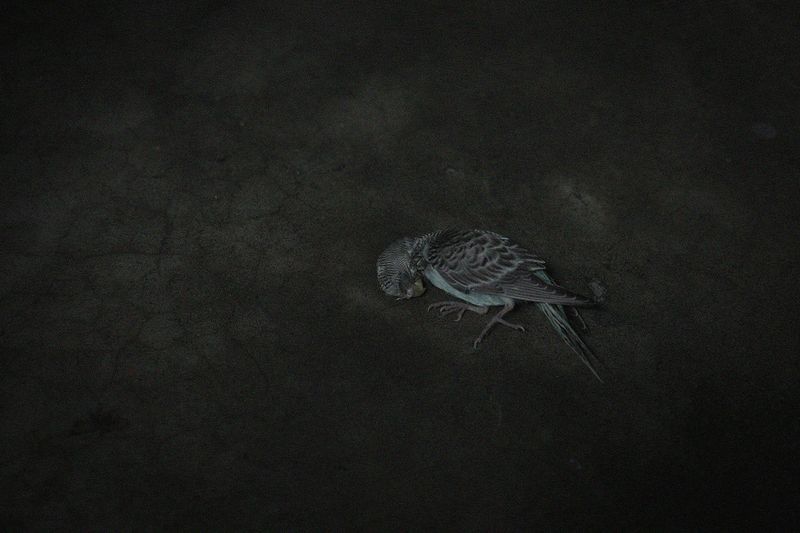 © Tushikur Rahman - Image from the Fatalistic tendency photography project