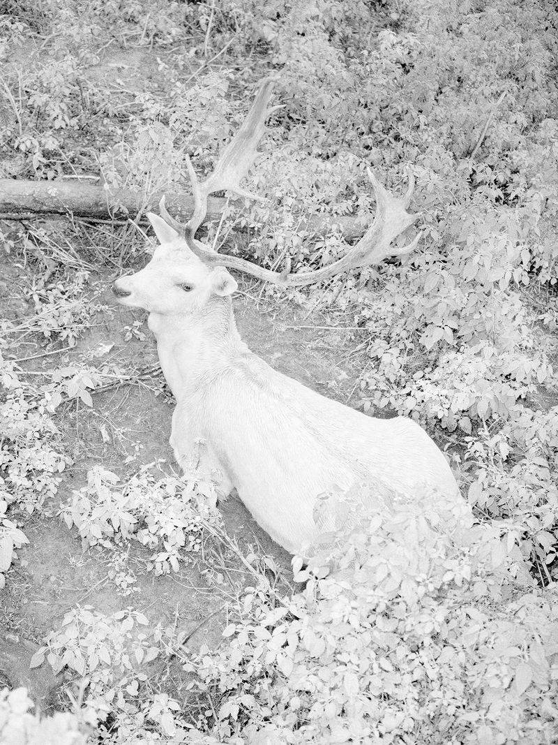 © Dylan and Paul Hausthor and Guilmoth - Image from the Sleep Creek photography project