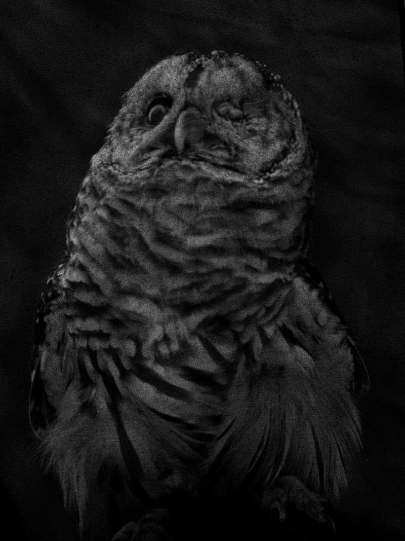 © Dylan and Paul Hausthor and Guilmoth - Image from the Sleep Creek photography project