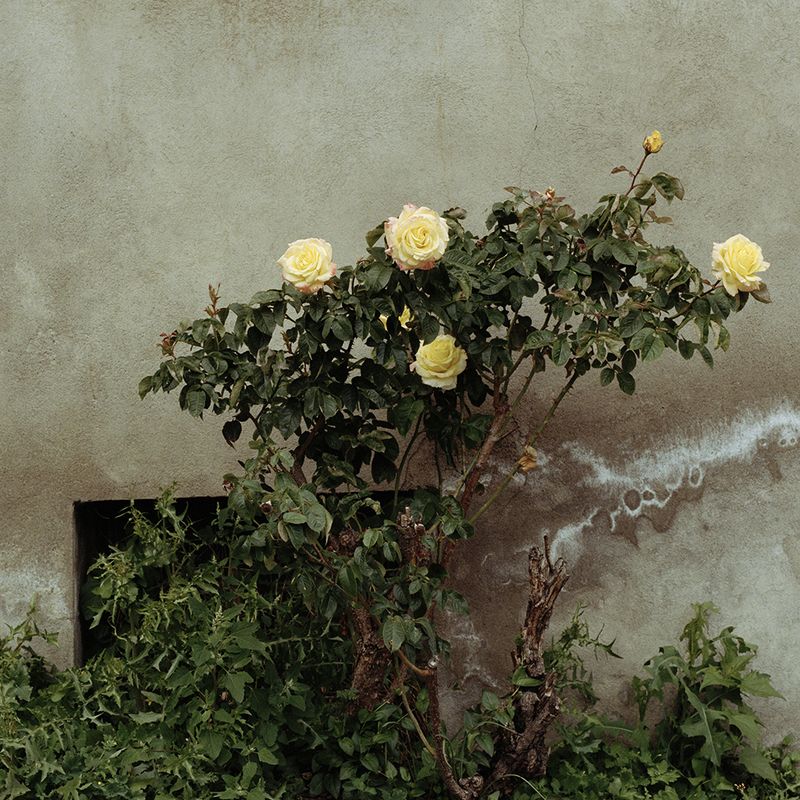 © Sandrine Lagnaz - Rosier contre un mur, Martigny, mai 2018. Rosier against a wall, Martigny, May 2018.
