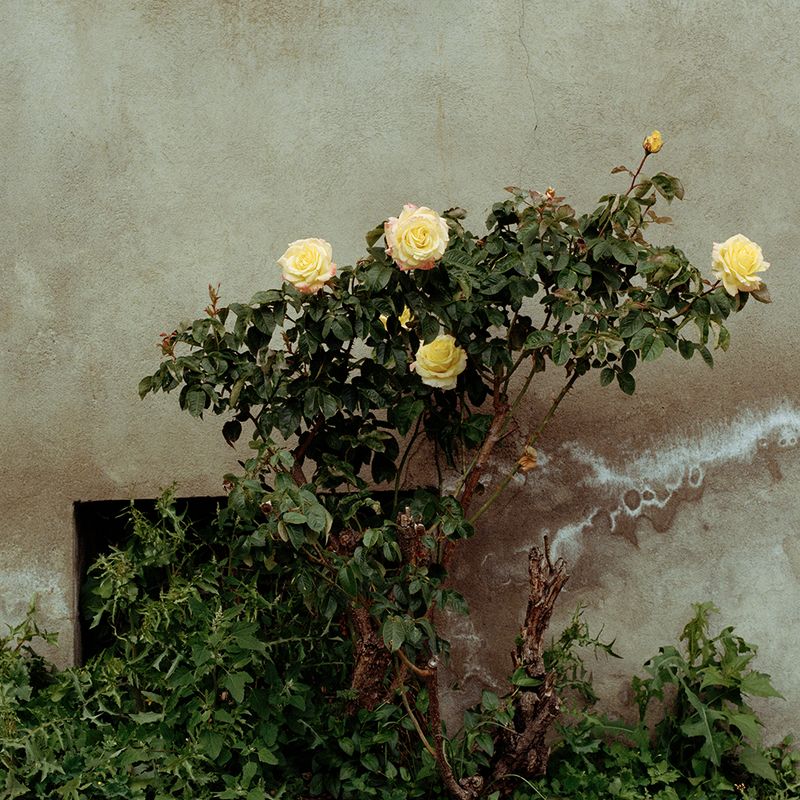 © Sandrine Lagnaz - Rosier contre un mur, Martigny, mai 2018. Rosier against a wall, Martigny, May 2018.