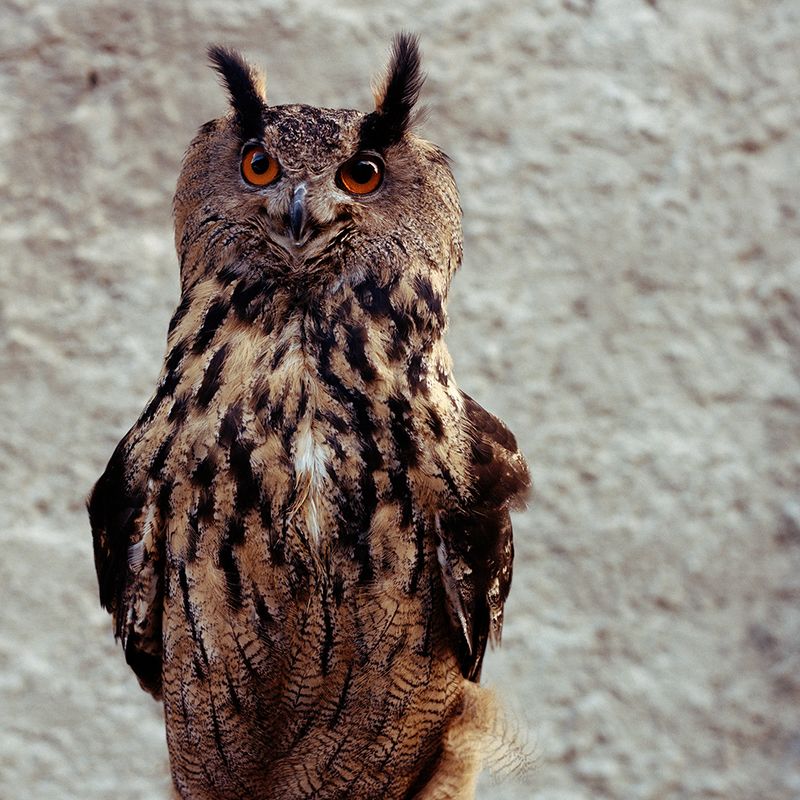 © Sandrine Lagnaz - Image from the La légende photography project