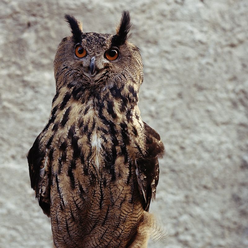 © Sandrine Lagnaz - Image from the La légende photography project