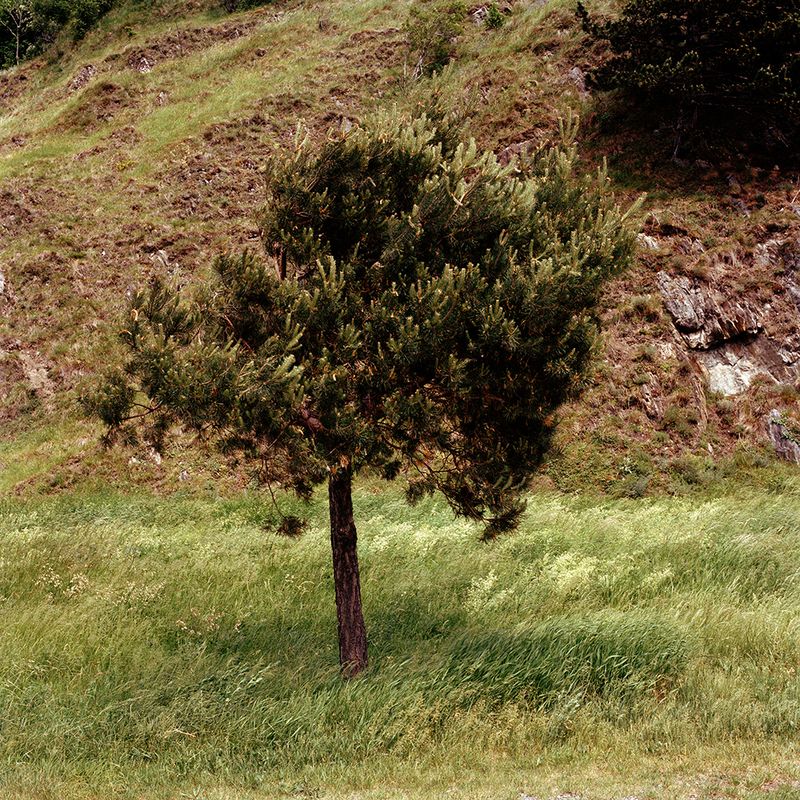 © Sandrine Lagnaz - Arbre dans le vent, Dorénaz, mai 2018. Tree in the wind, Dorénaz, May 2018.