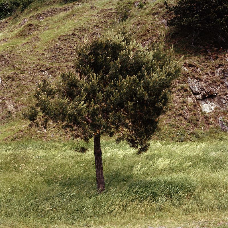 © Sandrine Lagnaz - Arbre dans le vent, Dorénaz, mai 2018. Tree in the wind, Dorénaz, May 2018.