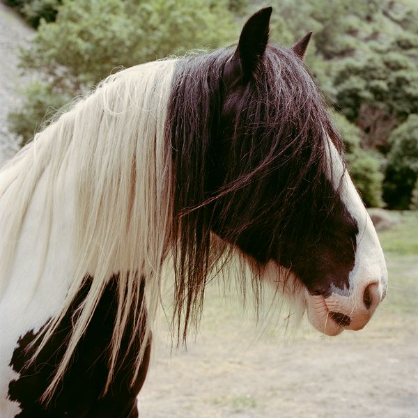 © Sandrine Lagnaz - Le grand cheval entre Dorénéaz et Martigny. The tall horse between Doreneaz and Martigny.