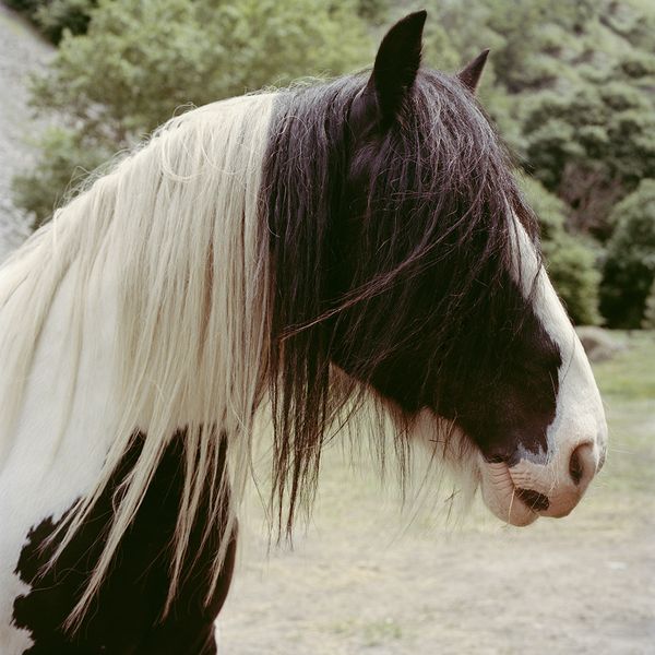 © Sandrine Lagnaz - Le grand cheval entre Dorénéaz et Martigny. The tall horse between Doreneaz and Martigny.