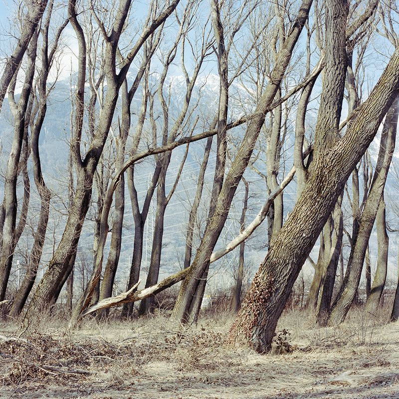 © Sandrine Lagnaz - Les arbres penchés de Martigny, février 2018. Les arbres penchés de Martigny, February 2018.